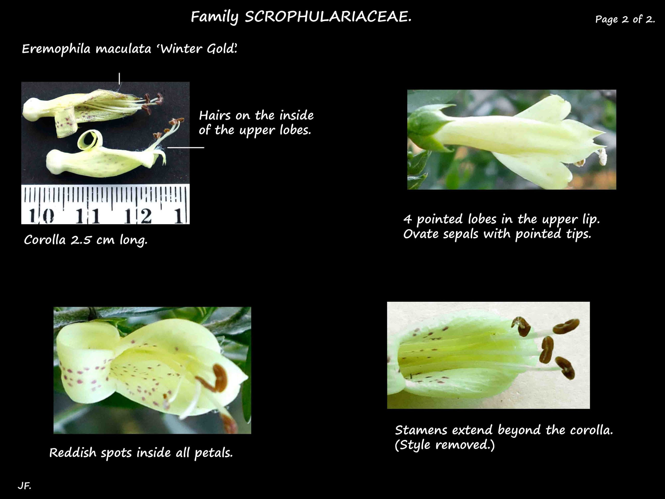 6 Eremophila 'Winter Gold' corolla & stamens